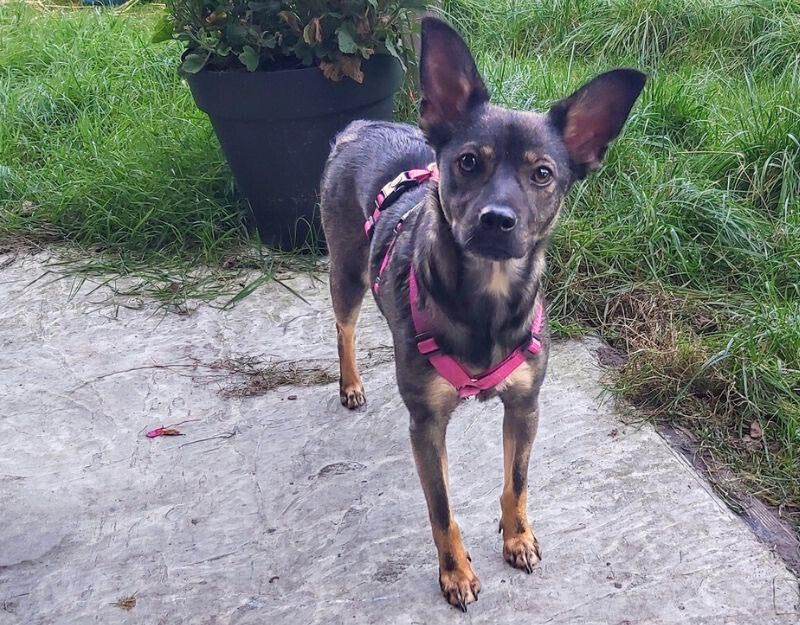 jonge hond adopteren